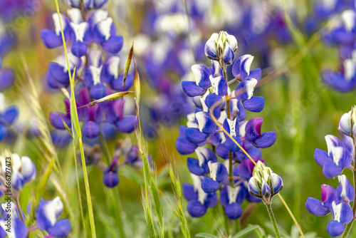 Close-up of Lupinus texensis (Texas bluebonnet) photo