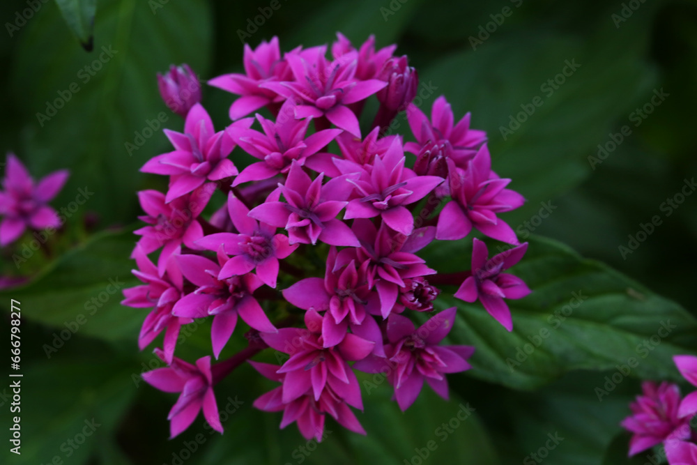 ペンタスの花