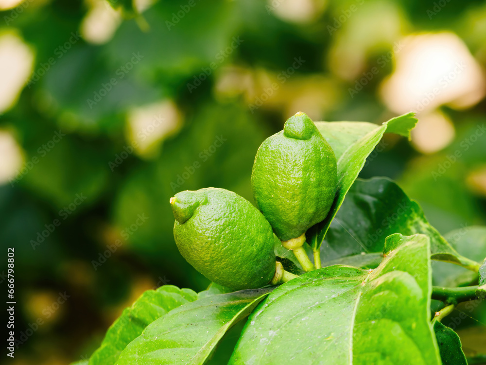 Two luscious lemon fruits in a vibrant lemon-green color, ready for ...