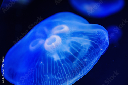 Eared aurelia, or eared jellyfish in the aquarium. 