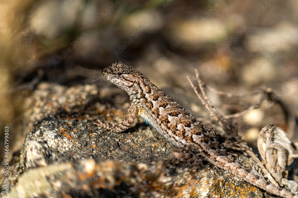 Eastern Fence Lizard (Sceloporus undulatus) sitting on a rock. Eastern Fence Lizard (Sceloporus undulatus) sitting on a rock.