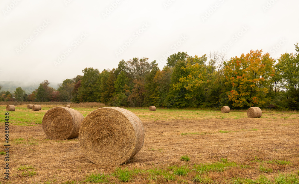 Beautiful autumn view of a rural  field with hay bales and fall colored trees on the background