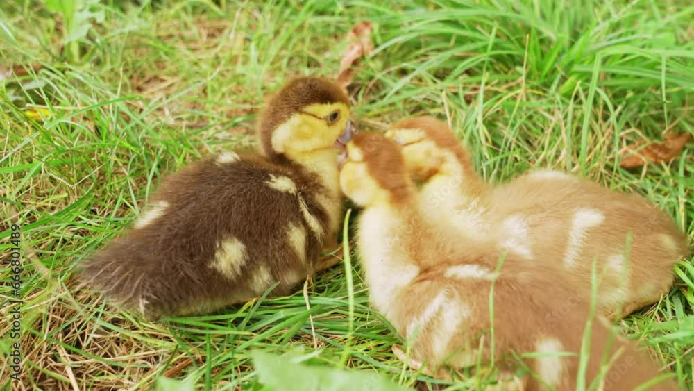 Cute little ducklings walking on the lawn. Cute little ducklings walking on the lawn.