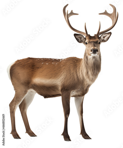 A majestic buck  crowned with powerful antlers  gazes confidently into the darkness of the unknown  embodying the untamed spirit of the wild