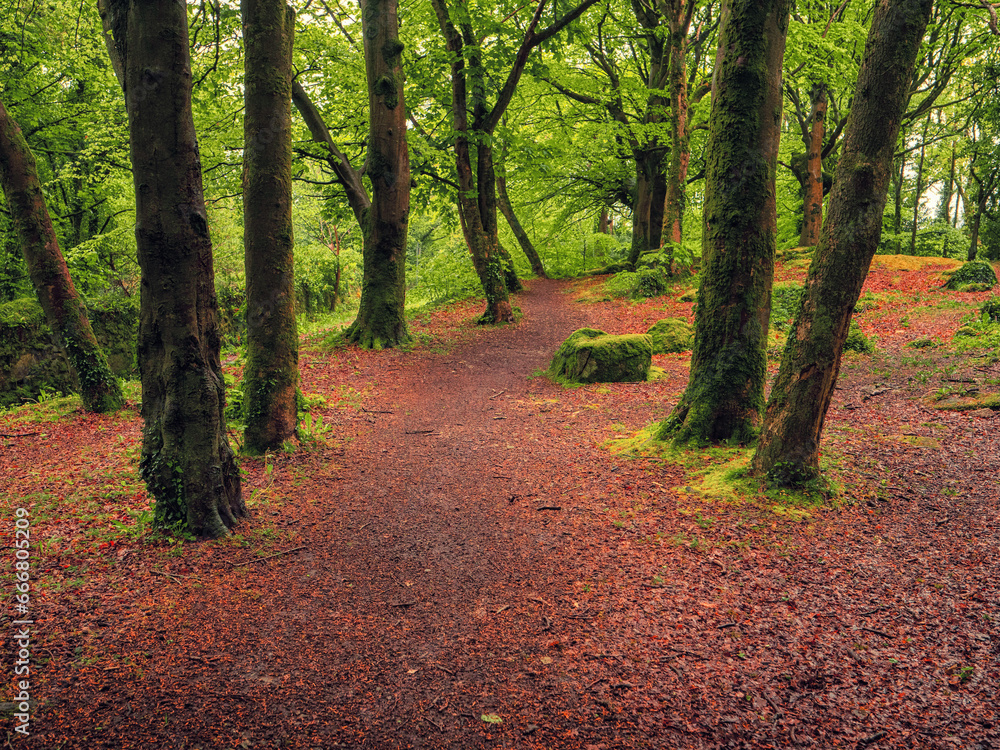 Scene in a forest park. With different green trees and brown color ground. Stunning Barna woods, Galway city, Ireland. Beautiful Irish nature scenery. Scene in a forest park. With different green trees and brown color ground. Stunning Barna woods, Galway city, Ireland. Beautiful Irish nature scenery.