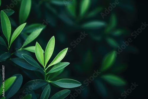 Nature of dark green leaf in garden