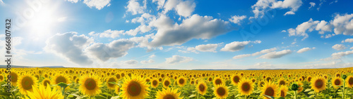 Ein Sonnenblumenfeld unter blauem Himmel , Panorama, Texture, Design photo