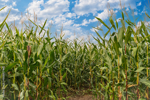 Green corn field and blue sky