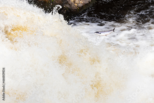 wild atlantic silver salmon leaping up a waterfall on migration to spawning river in the northern of Scotland