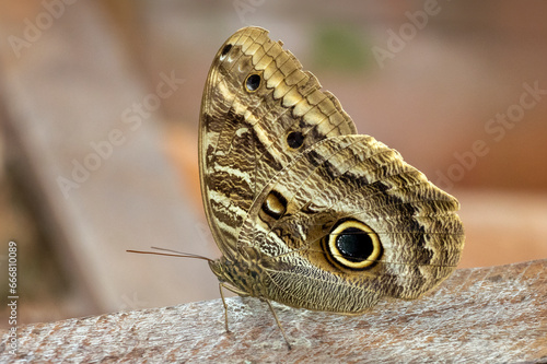 The owl butterfly also know as Borboleta-coruja perched on the wood. Species Caligo eurilochus. Giant butterfly from South American. Animal world.