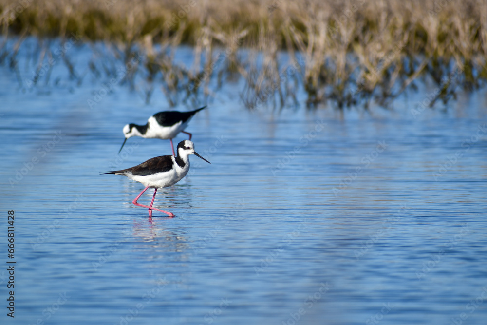 two black-necked stilt (Himantopus mexicanus) looking for food in shallow water of laguna de navarro, buenos aires province, argentina two black-necked stilt (Himantopus mexicanus) looking for food in shallow water of laguna de navarro, buenos aires province, argentina