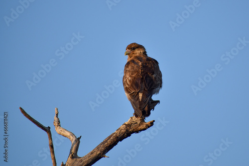 chimango caracara (Milvago chimango) perching on a branch, Buenos Aires province, Argentina