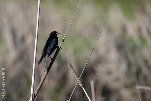 chestnut-capped blackbird (Chrysomus ruficapillus) perching on reed at laguna de Navarro, Buenos Aires province, Argentina photo