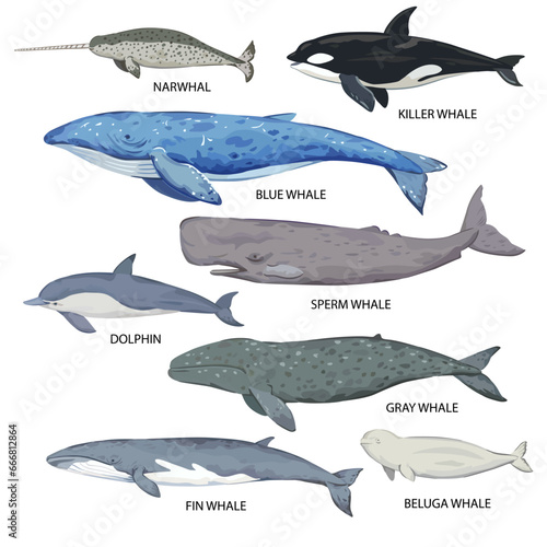 Big set of whale species. Poster with various whale types and names. Vector illustration isolated on white background