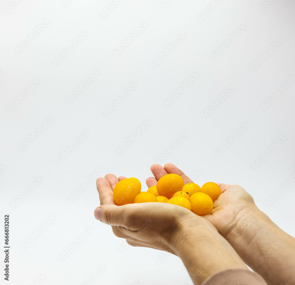 Holding Fresh yellow Cherry tomato or sun gold isolated on white background Holding Fresh yellow Cherry tomato or sun gold isolated on white background