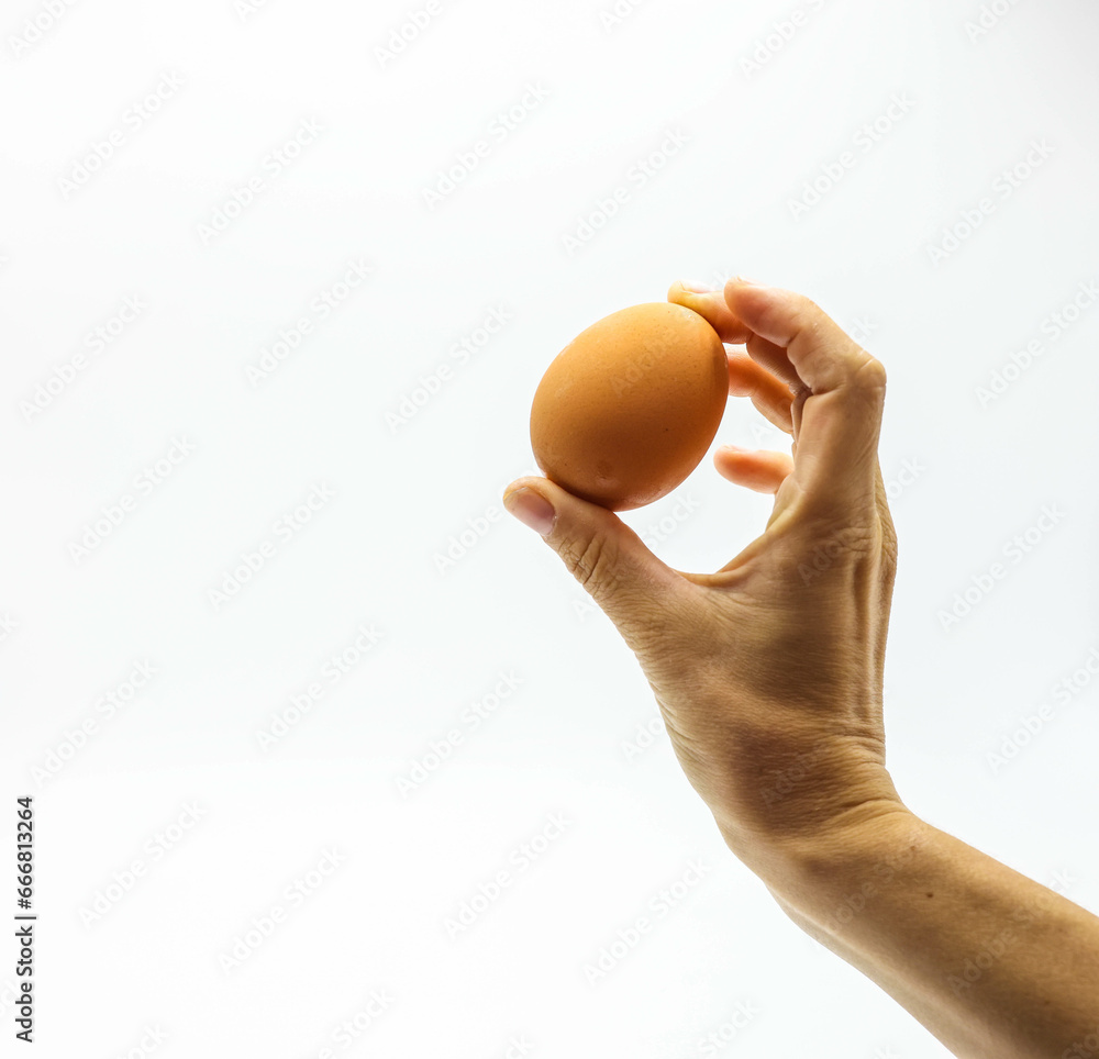 female teen hand holding brown chicken egg isolated on white background female teen hand holding brown chicken egg isolated on white background
