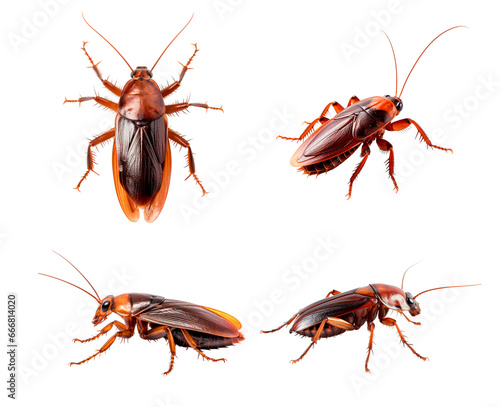 Set of cockroach © ZipArt