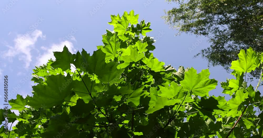 beautiful maple tree foliage with green foliage, beautiful maple tree foliage in sunny weather beautiful maple tree foliage with green foliage, beautiful maple tree foliage in sunny weather