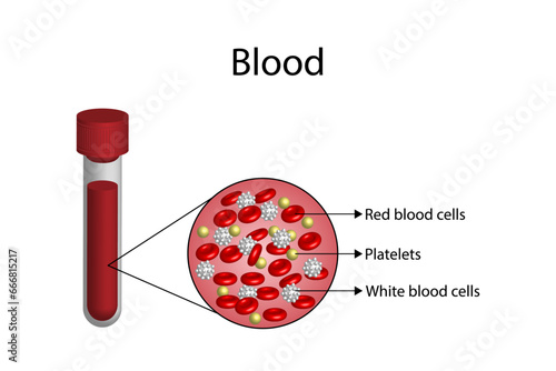 Blood Composition. Platelets, red blood (erythrocytes) and white blood cells (leukocytes). Medical test tube, Glassware. Vector educational illustration.