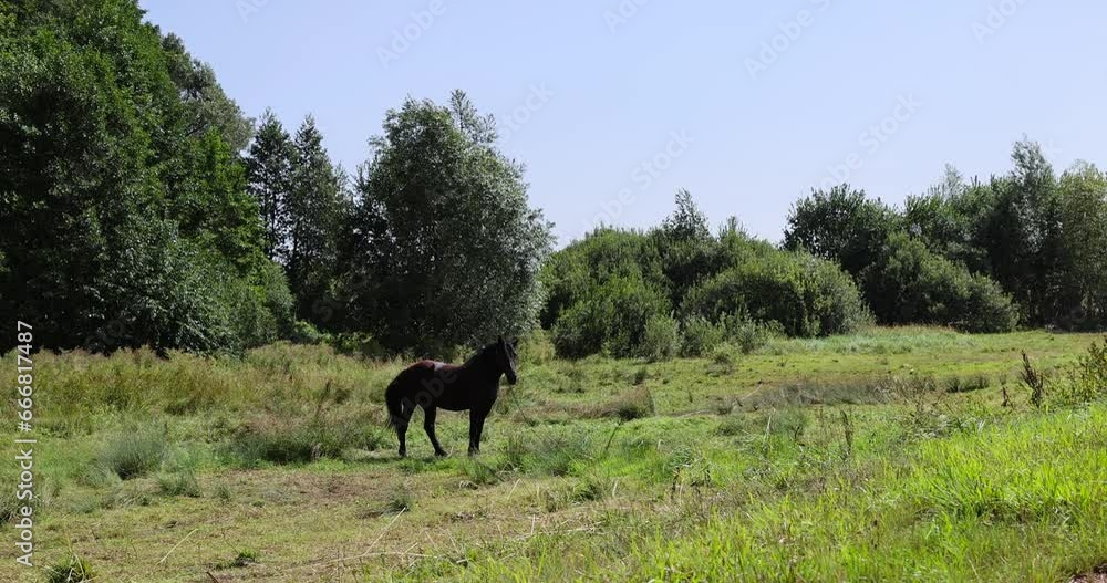 a domestic horse grazing in the summer, grazing a horse in a clearing with green grass near the forest a domestic horse grazing in the summer, grazing a horse in a clearing with green grass near the forest
