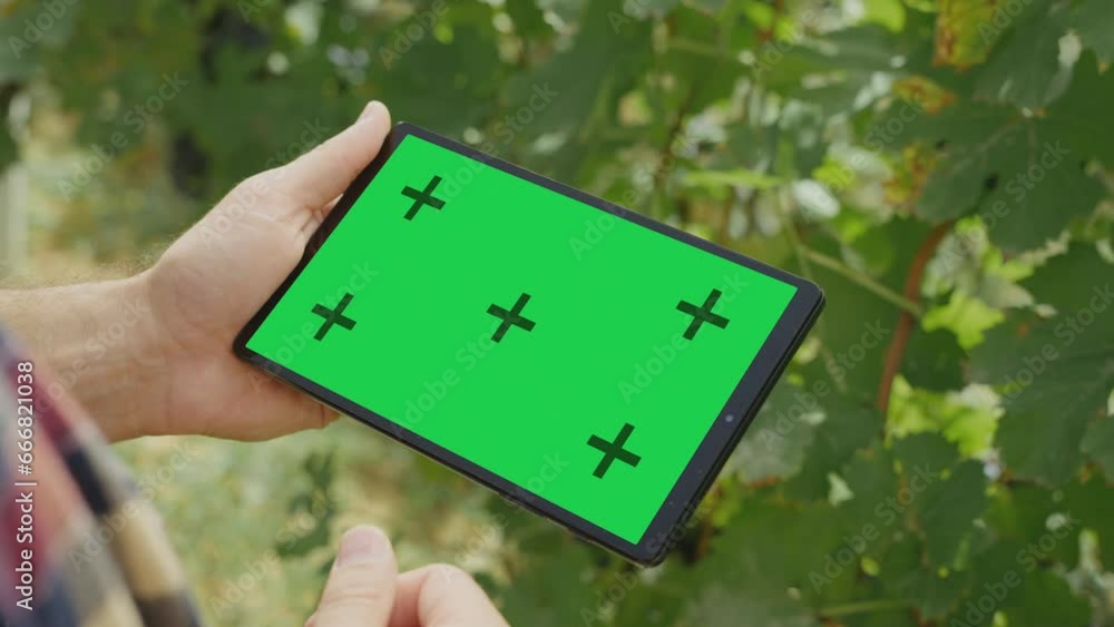 Close-up view of a farmer in Wineyard holding green chroma key tablet screen and using modern tech for data analysis Close-up view of a farmer in Wineyard holding green chroma key tablet screen and using modern tech for data analysis