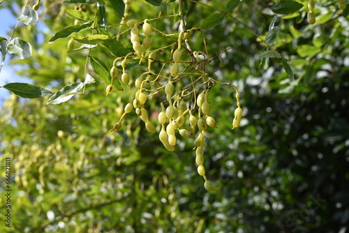 Japanese pagoda tree ( Styphnolobium japonicum ) fruits ( Legume ). Fabaceae deciduous tree. The fruit is characterized by an extremely constricted space between the seeds.