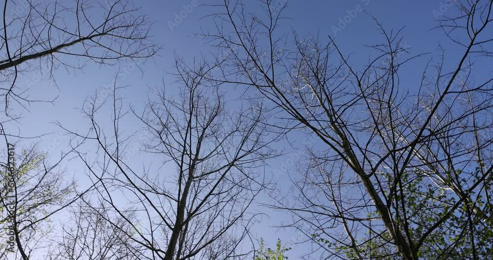 leafless deciduous trees in the spring season, beautiful bare branches of deciduous trees after winter leafless deciduous trees in the spring season, beautiful bare branches of deciduous trees after winter