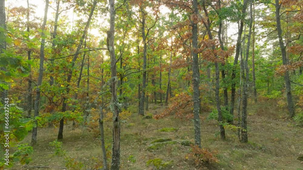 Forest autumn nature stone landscape wood sun outdoor park Forest autumn nature stone landscape wood sun outdoor park