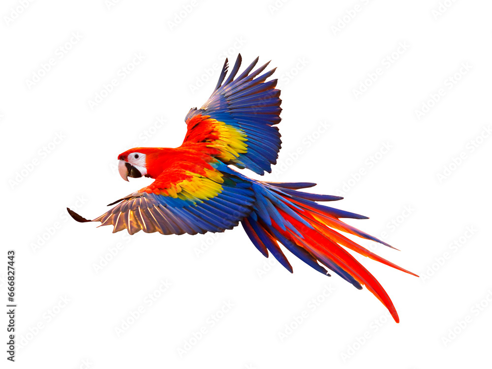 The flight of the macaw - El vuelo de la guacamaya - obrazy, fototapety, plakaty 