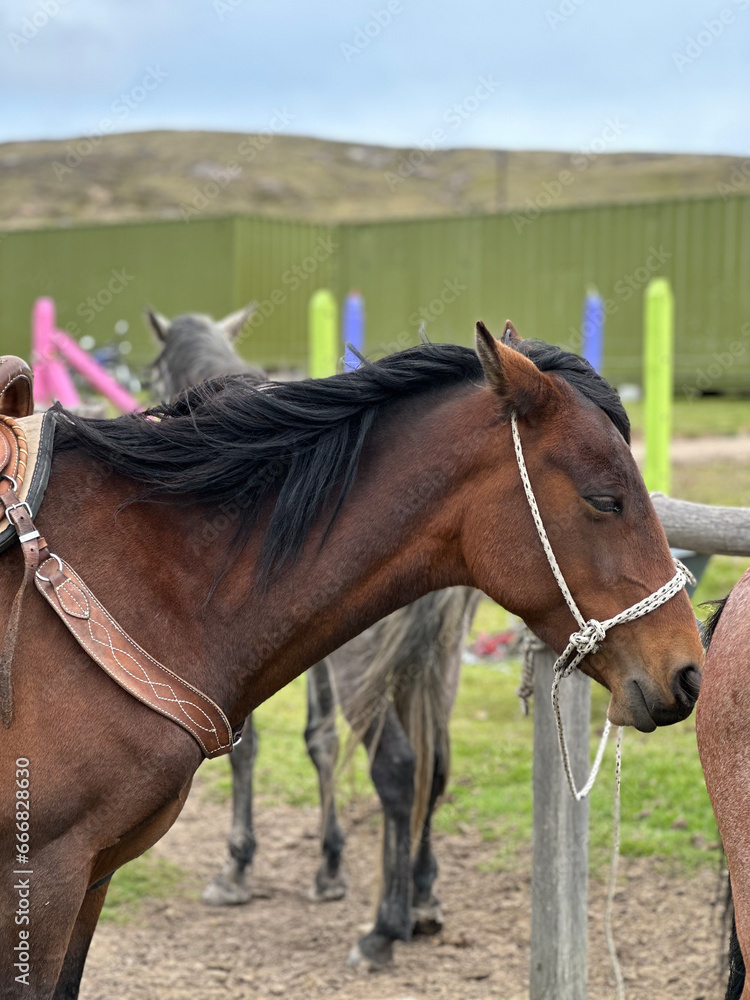 Obraz premium portrait of a horse