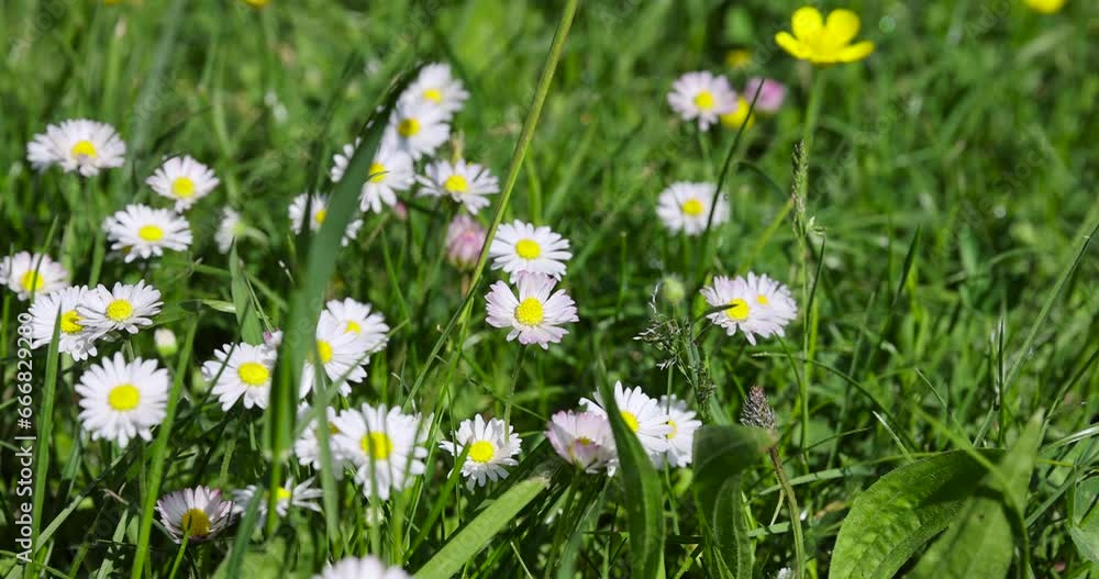 white daisy flowers in the park in spring, a beautiful clearing with lots of white daisies in the green grass white daisy flowers in the park in spring, a beautiful clearing with lots of white daisies in the green grass
