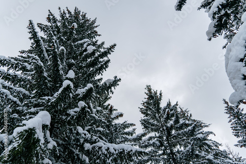 Pine trees covered in snow
