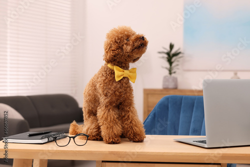 Cute Maltipoo dog wearing yellow bow tie on desk near laptop in room. Lovely pet