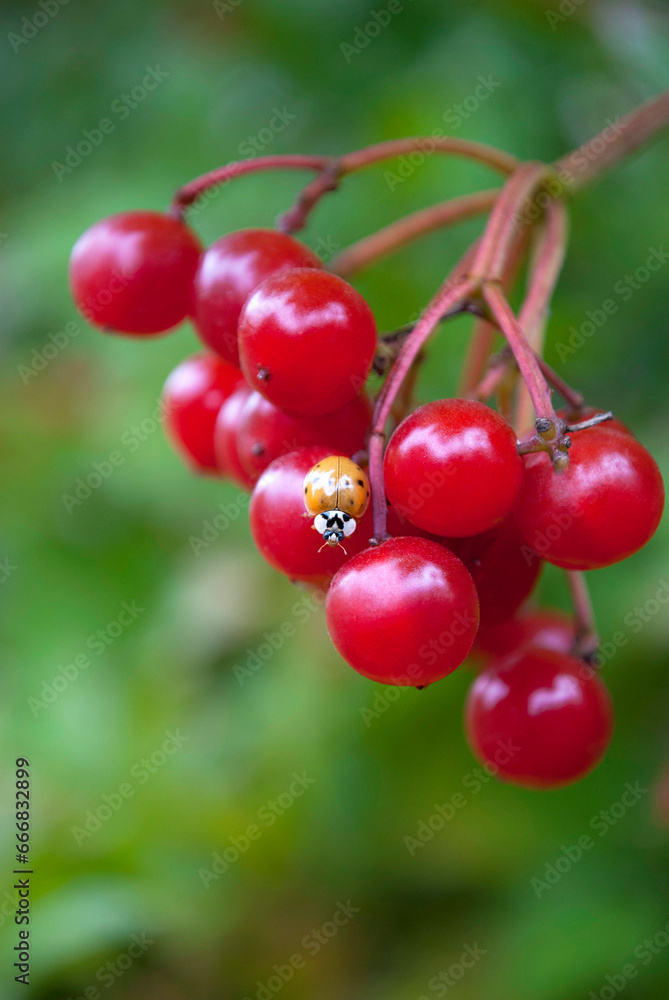 yellow ladybug sits on red viburnum berries yellow ladybug sits on red viburnum berries