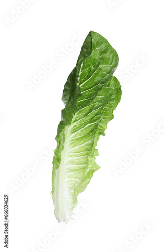 Fresh leaf of green romaine lettuce isolated on white