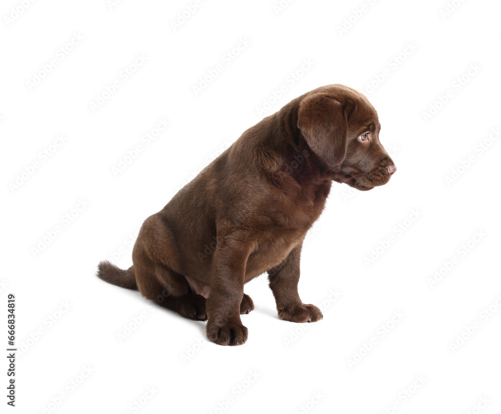 Cute chocolate Labrador Retriever puppy on white background Cute chocolate Labrador Retriever puppy on white background