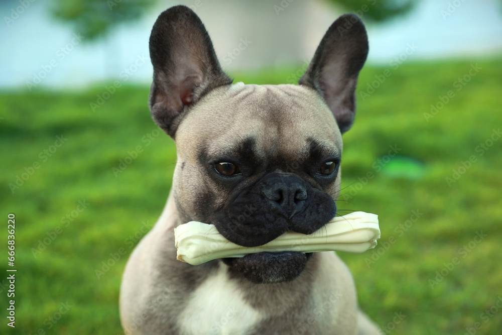 Cute French bulldog with bone treat outdoors, closeup. Lovely pet