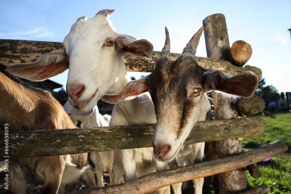 Cute goats inside of paddock at farm Cute goats inside of paddock at farm