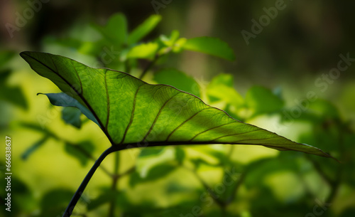Backlighting photography. Close up of a large green leaf with veins and texture seen in profile on a blurred background.