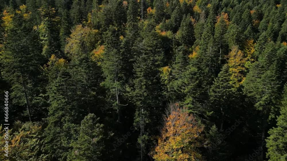 Drone flying over an autumn Carpathian forest with a view of the Bucegi National Park. Busteni, Prahova, Romania. Drone flying over an autumn Carpathian forest with a view of the Bucegi National Park. Busteni, Prahova, Romania.