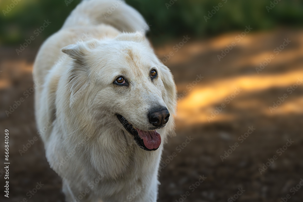 2023-10-23 A WHITE COATED SHEPARD LOOKING UP WITH BEAUTIFUL EYES AND A BLURRED OUT BACKGROUND AT THE OF LEASH AREA AT THE MARYMOOR DOG PARK IN REDMOND WASHINGTON