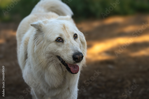 2023-10-23 A WHITE COATED SHEPARD LOOKING UP WITH BEAUTIFUL EYES AND A BLURRED OUT BACKGROUND AT THE OF LEASH AREA AT THE MARYMOOR DOG PARK IN REDMOND WASHINGTON