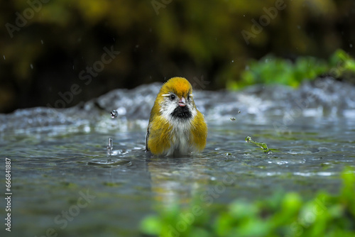 bird in the water photo