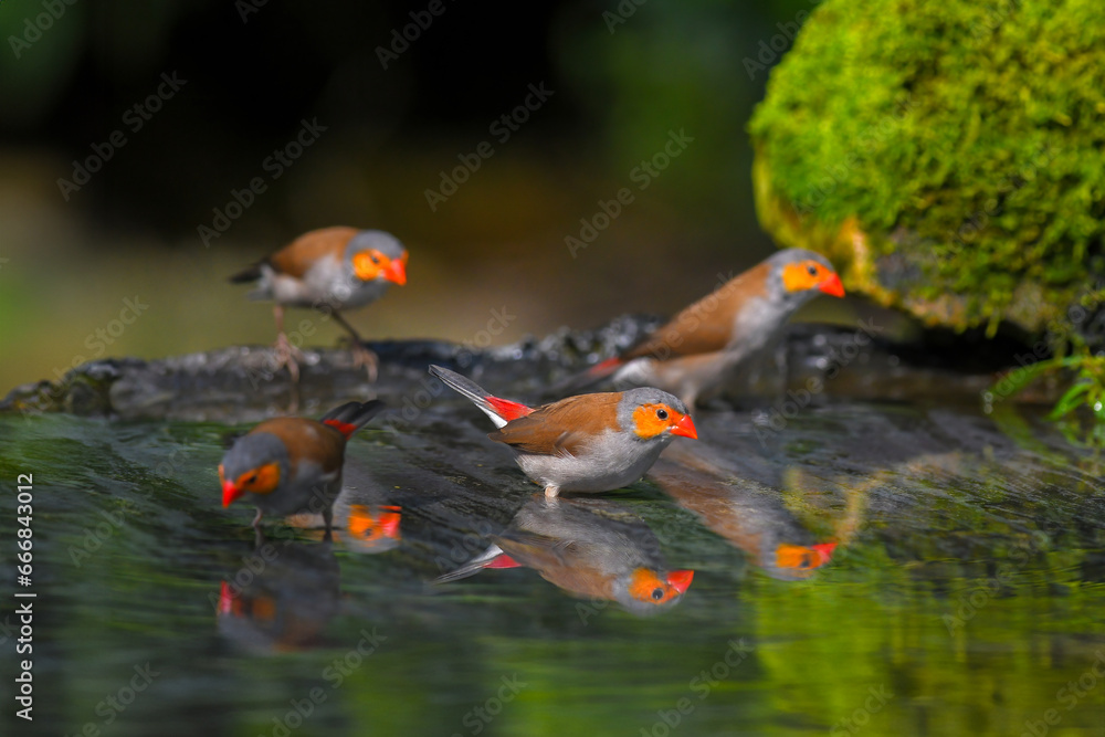 bird in water bird in water