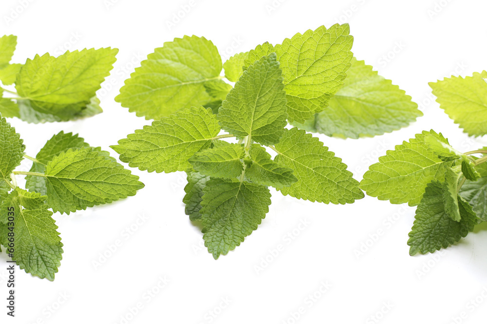 Fresh lemon balm on white background. Fresh lemon balm on white background.