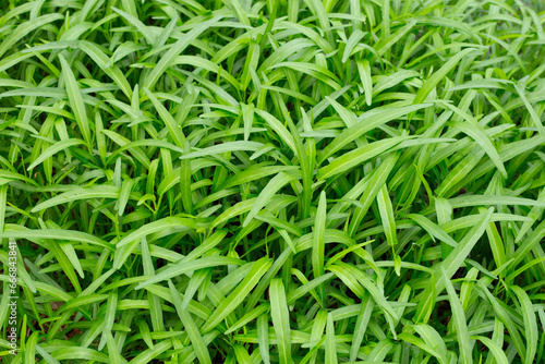 Water spinach or water convolvulus in vegetable patch
