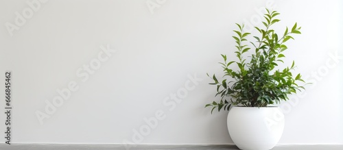 White and black wall with indoor plant