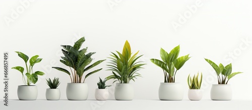 Realistic illustration of a potted plant with shadows isolated on a white background photo
