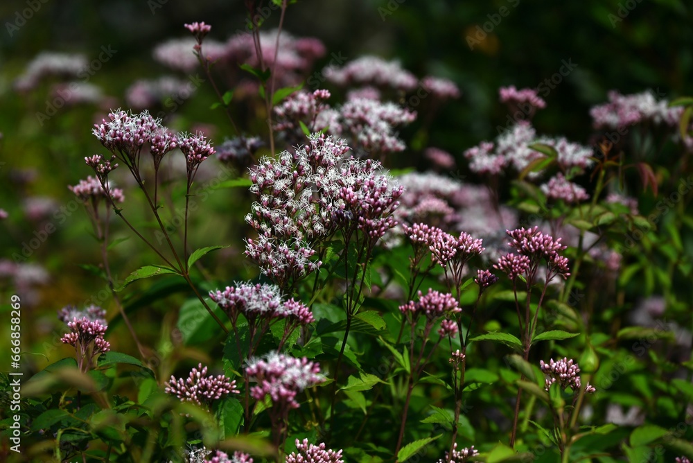 Obraz premium Thoroughwort (Eupatorium japonicum) flowers. Asteraceae perennial plants. Small whitish flowers bloom at the tips of stems from late summer to autumn. It has medicinal properties.