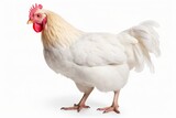 Young white hen isolated on white background. : Generative AI